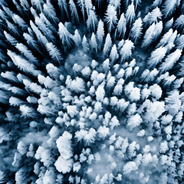 An overhead shot of starkly-lit, snow-covered trees with dark shadows at their base.